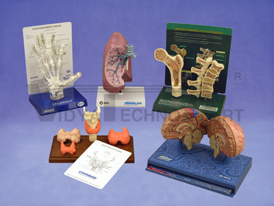 Custom Anatomical Models